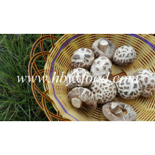 Dried White Flower Shiitake Mushroom Prices